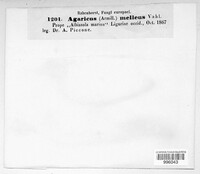Armillaria mellea image